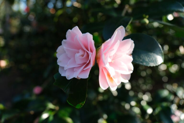 Close-up of vibrant pink camellia flowers captured in natural light, showcasing their delicate petals.